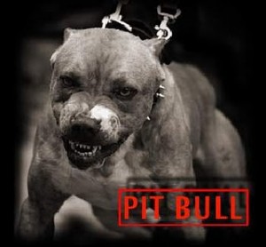 pitbull2bpicturek